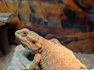Bearded Dragon reptiles 1 year old bearded dragon - Advert 1