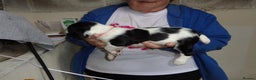 English Springer Spaniel dogs for sale: English Springer spaniel  - Advert 5