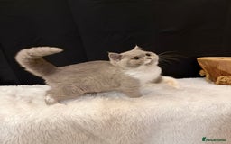 British Shorthair cats for sale: FULL PEDIGREE, REGISTERED BSH - Image 1