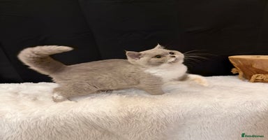 British Shorthair cats - Advert 6