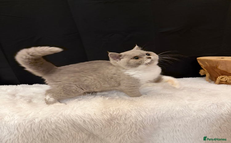 British Shorthair cats - Advert 14