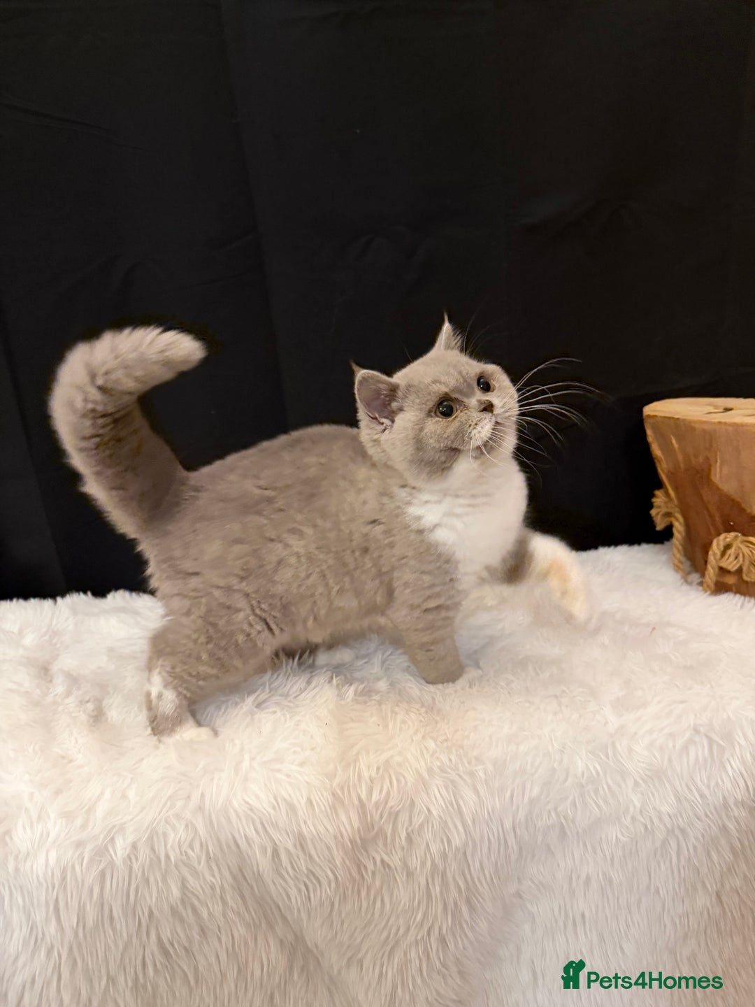 British Shorthair cats for sale: FULL PEDIGREE, REGISTERED BSH - Image 1