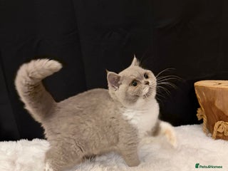 British Shorthair cats - Advert 13