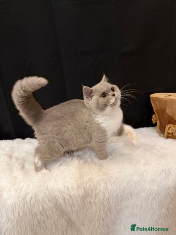 British Shorthair cats - Advert 3