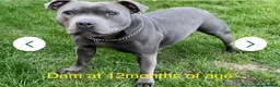 Staffordshire Bull Terrier dogs for sale: Staffordshire bull terrier pups blue kc - Advert 5