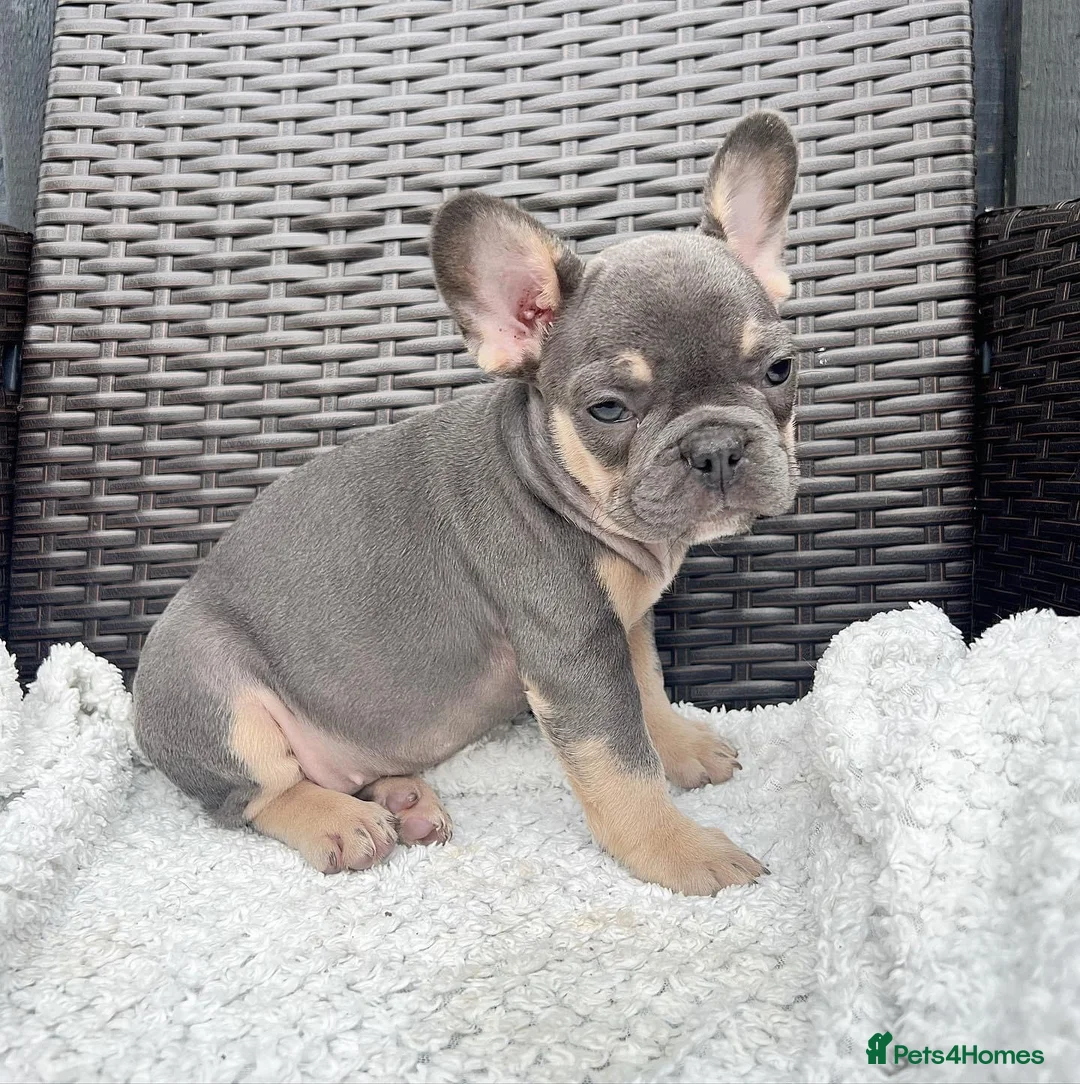 French Bulldog dogs for stud: BEAUTIFUL LILAC AND TAN FRENCH BULLDOG in Sunderland - Advert 33
