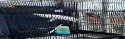 Cockatiels birds for sale: Albino / pied Cockatiels for sale with cage.  - Advert 8