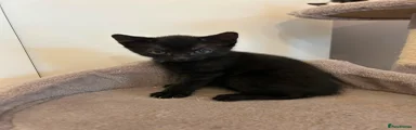 Mixed Breed Kitten 5