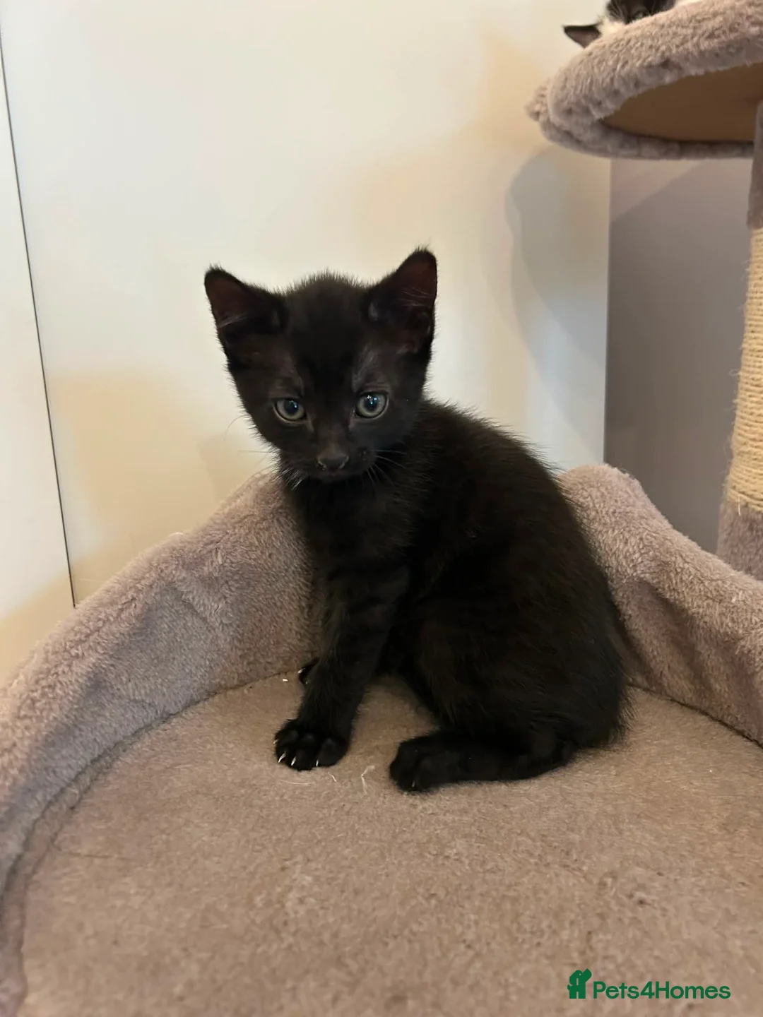 Mixed Breed cats for sale: Five adorable kittens, 3 boys and 2 girls - Advert 6