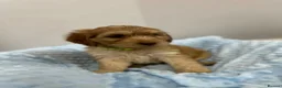 Cockapoo dogs for sale: ⭐️ BEAUTIFUL F1 TOY COCKAPOOS ⭐️ - Advert 4