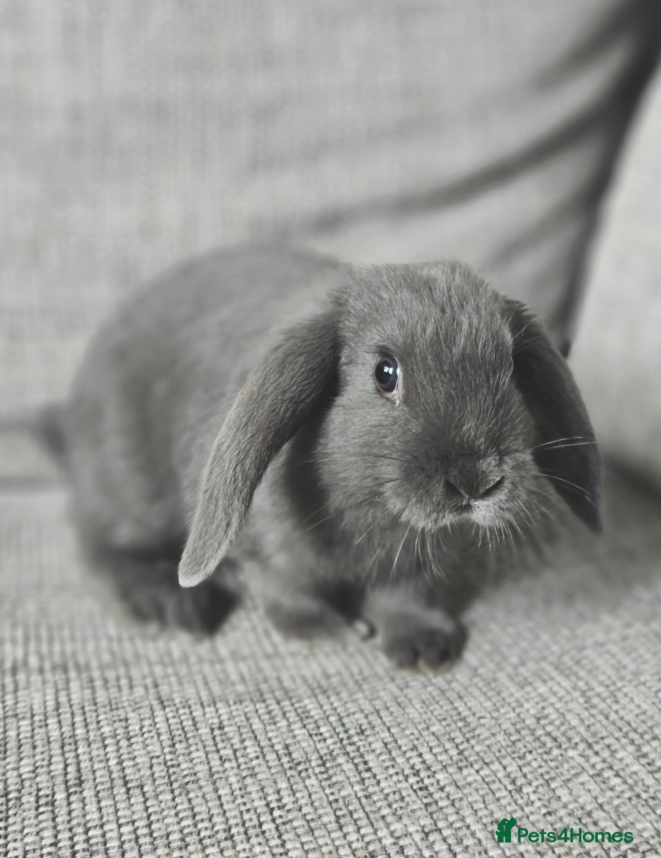 Mixed Breed rabbits Gypsy and Storm  - Advert 4