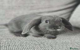 Mixed Breed rabbits for sale: Gypsy and Storm  - Advert 1