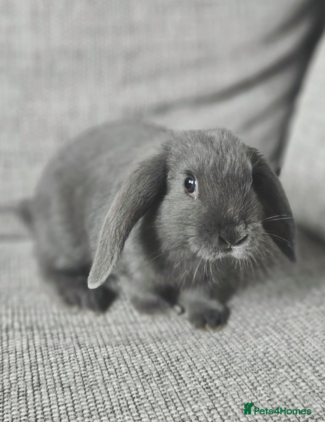 Mixed Breed rabbits for sale: Gypsy and Storm  - Advert 1