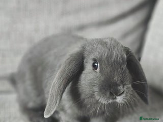 Mixed Breed rabbits for sale: Gypsy and Storm - Advert 2