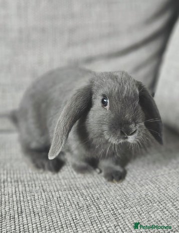 Mixed Breed rabbits Gypsy and Storm - Advert 2