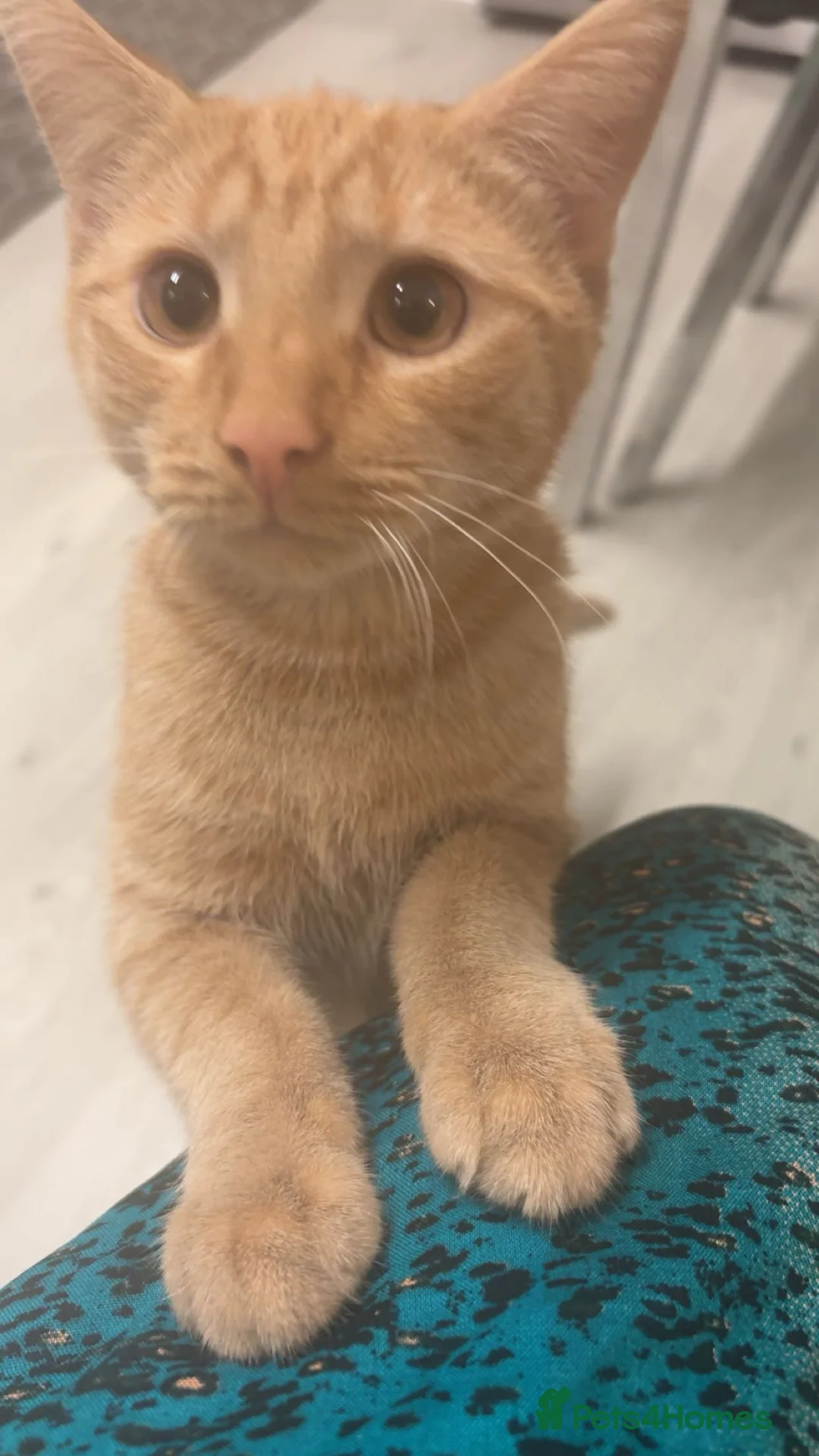 Domestic Shorthair cats for sale: 13 weeks ginger  in London - Advert 3