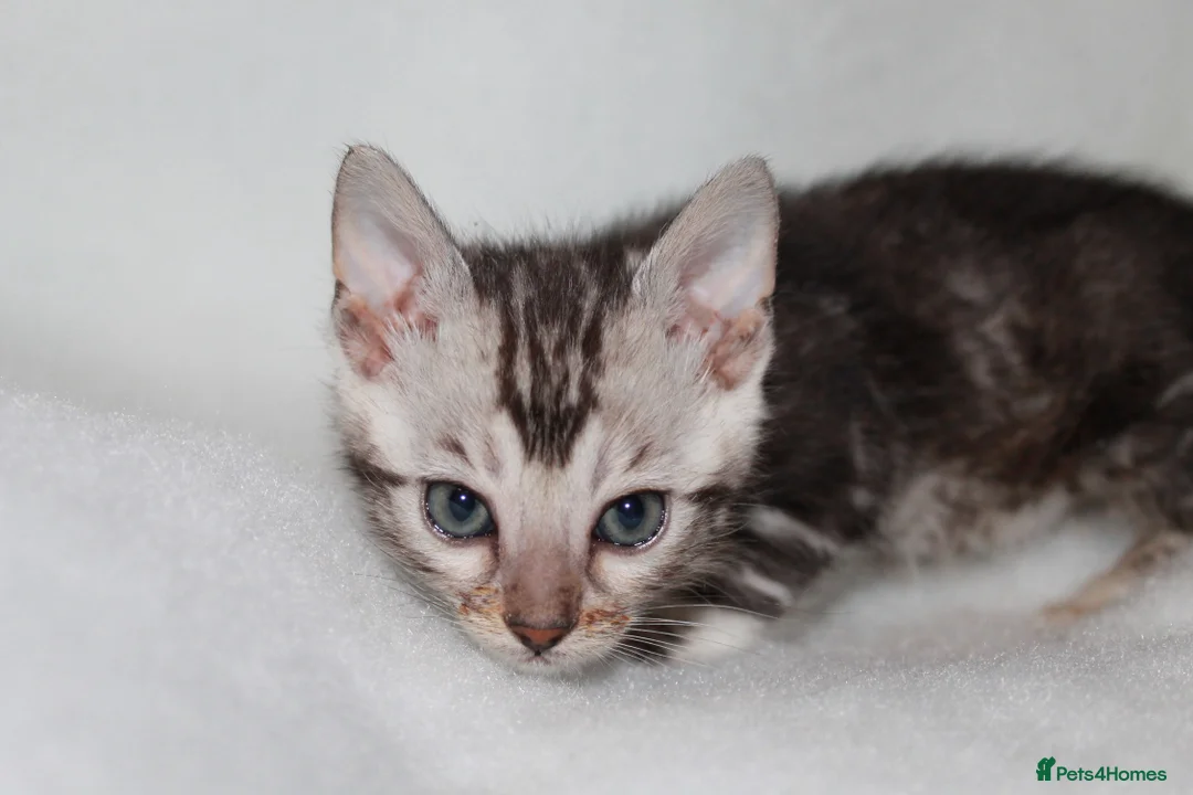 Bengal cats for sale: BEAUTIFUL BENGAL KITTENS FOR SALE- READY 03/04/26 - Advert 18
