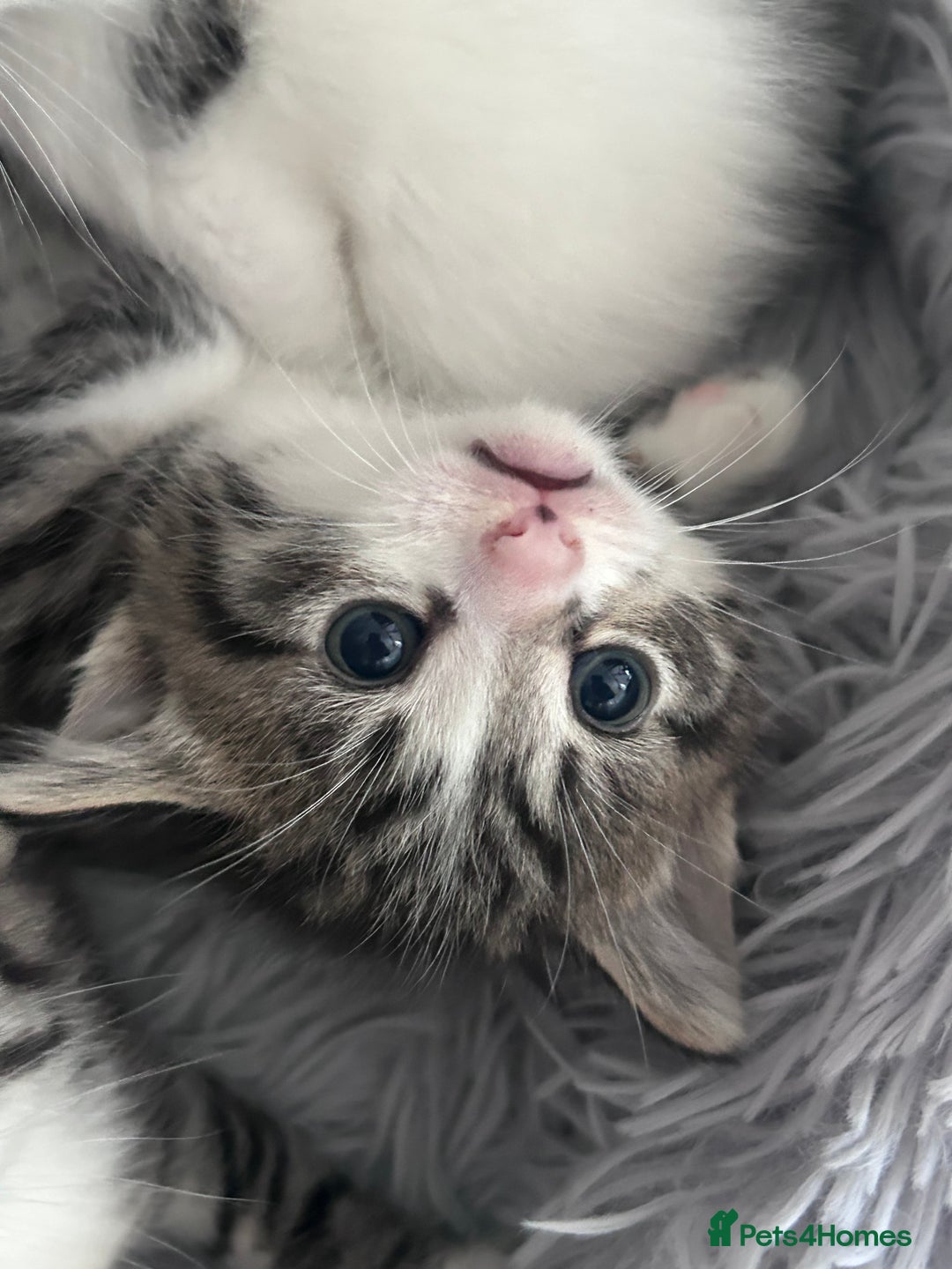 Mixed Breed cats for sale: Healthy, affectionate Kittens ready for  **  - Advert 4