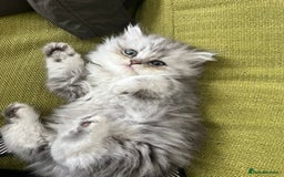 Persian cats for sale: Persian chinchilla kittens - Image 2