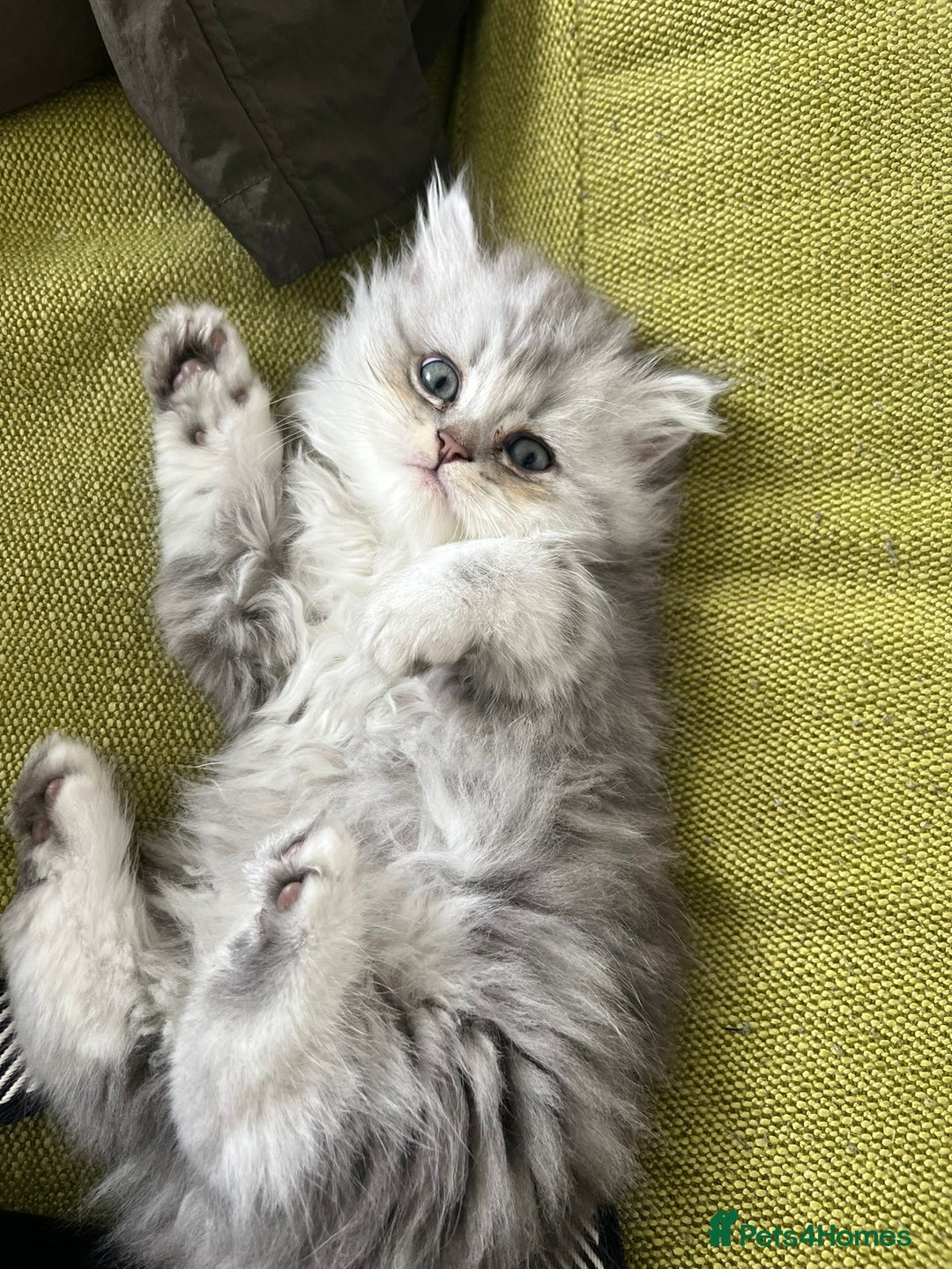 Persian cats for sale: Persian chinchilla kittens - Image 2