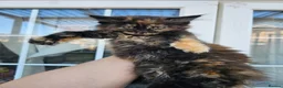Maine Coon cats for sale: Beautiful Maine Coon Kittens - Advert 11