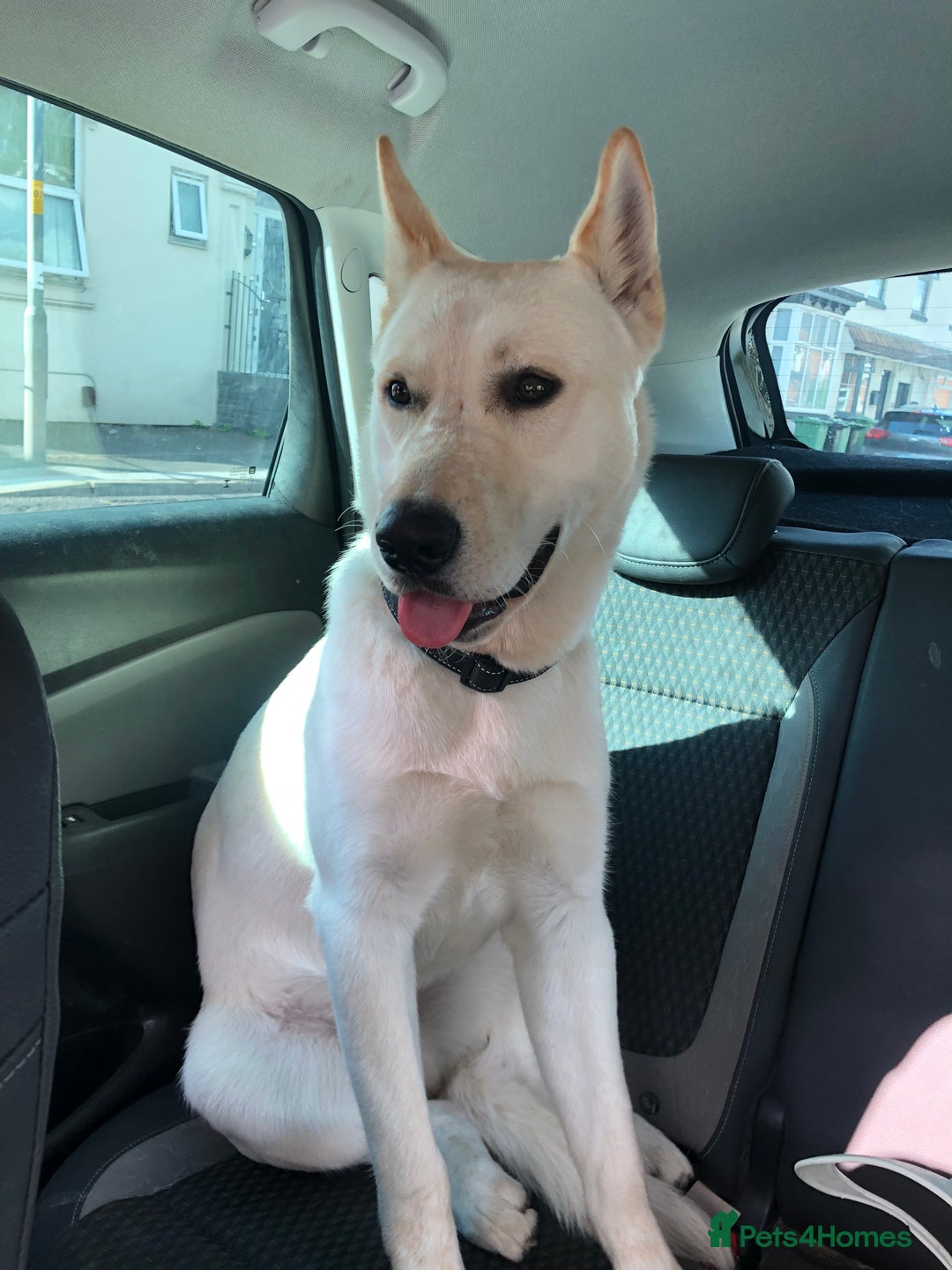 Mixed Breed dogs for sale: WHITE GERMAN SHEPHERD X AKITA MALE - Image 2