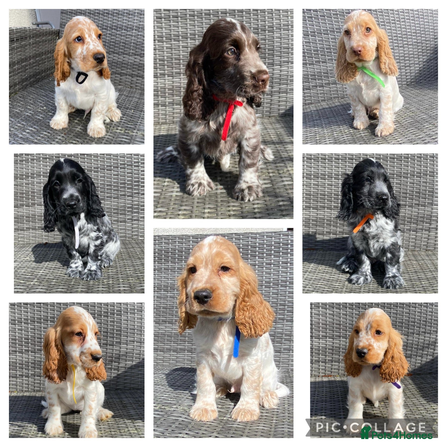Cocker Spaniel dogs KC registered Cocker Spaniel Pups For Sale - Advert 1