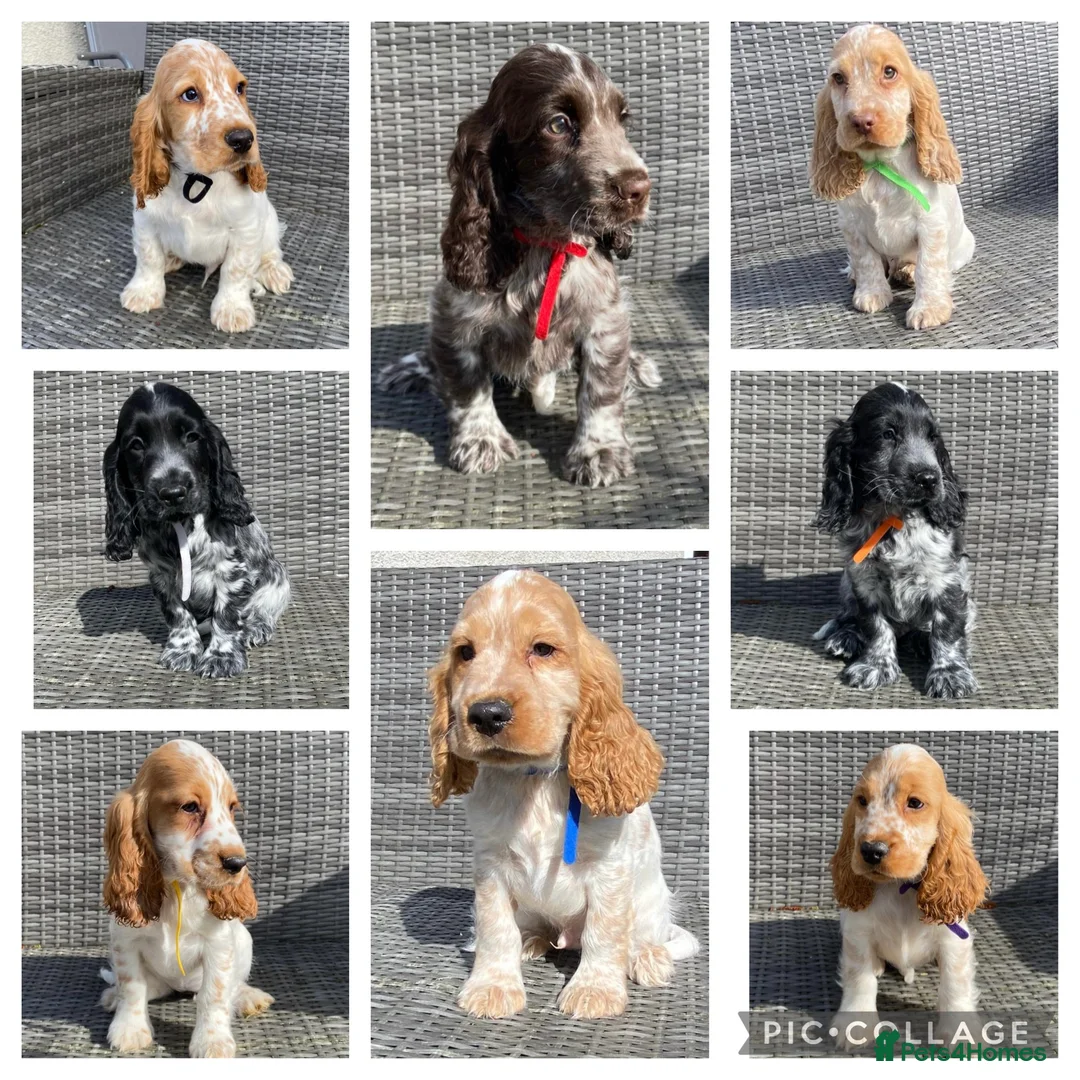 Cocker Spaniel dogs for sale: KC registered Cocker Spaniel Pups For Sale - Advert 1