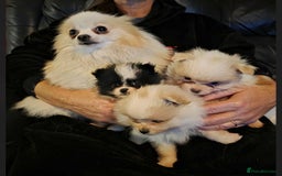 Pomeranian dogs for sale: Pomeranian puppies for sale - Advert 10