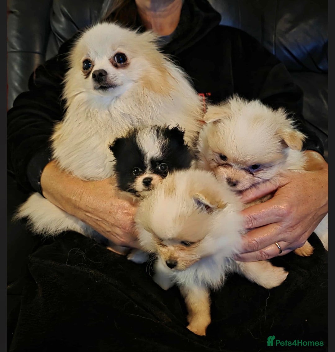 Pomeranian dogs for sale: Pomeranian puppies for sale - Advert 10
