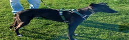 Mixed Breed dogs for sale: Cross Whippet in Need of a Home - Advert 2