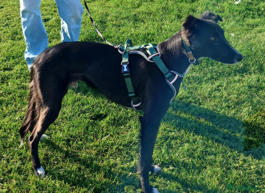 Mixed Breed dogs for sale: Cross Whippet in Need of a Home - Advert 2