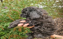 Cockapoo dogs for sale: SIMPLY UNIQUE SHOW TYPE F1b COCKAPOOS - Image 6