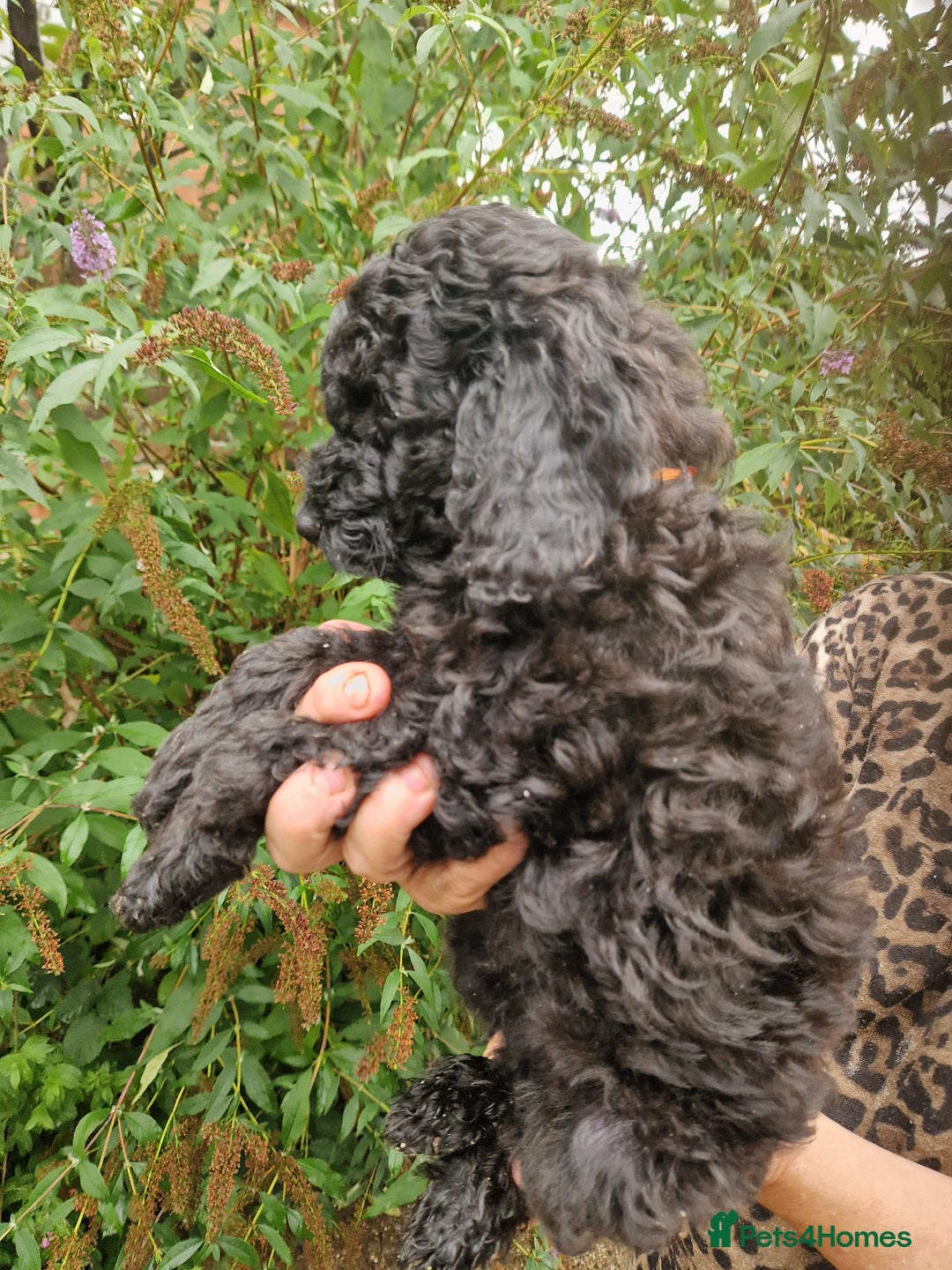 Cockapoo dogs for sale: SIMPLY UNIQUE SHOW TYPE F1b COCKAPOOS - Image 6