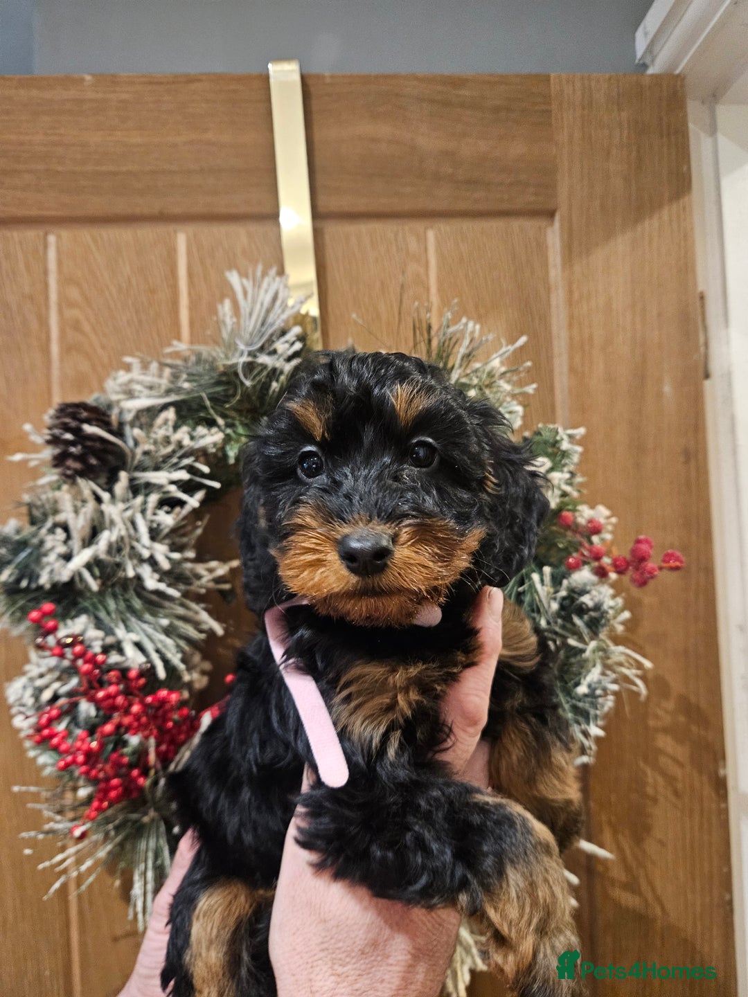 Cockapoo dogs for sale: Cockapoo puppies - Advert 2