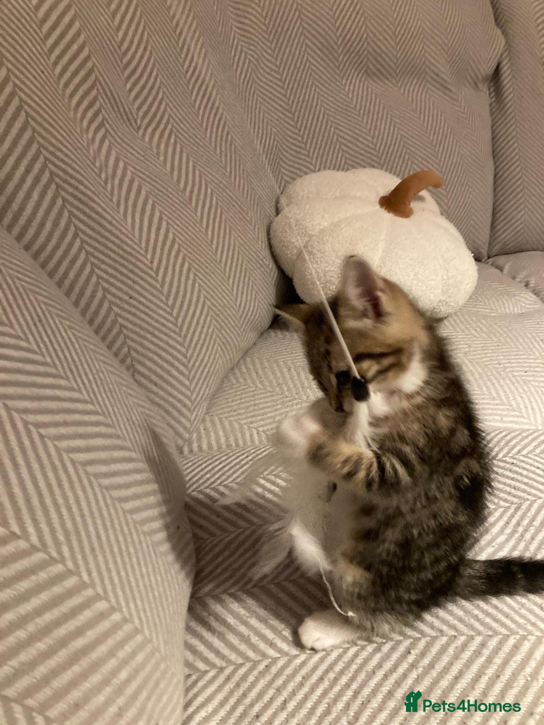 British Shorthair cats for sale: 2 beautiful fluffy kittens - Advert 8