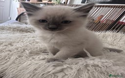 Ragdoll cats for sale: Beautiful Boy Dolls. 🐱 - Image 18