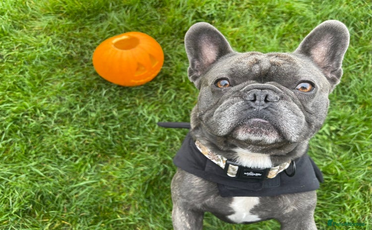 French Bulldog dogs - Advert 3