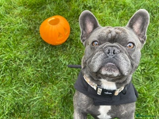 French Bulldog dogs - Advert 6