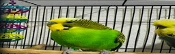 Budgerigars birds for sale: Bonded breeding pair of budgies  in Derby - Advert 2