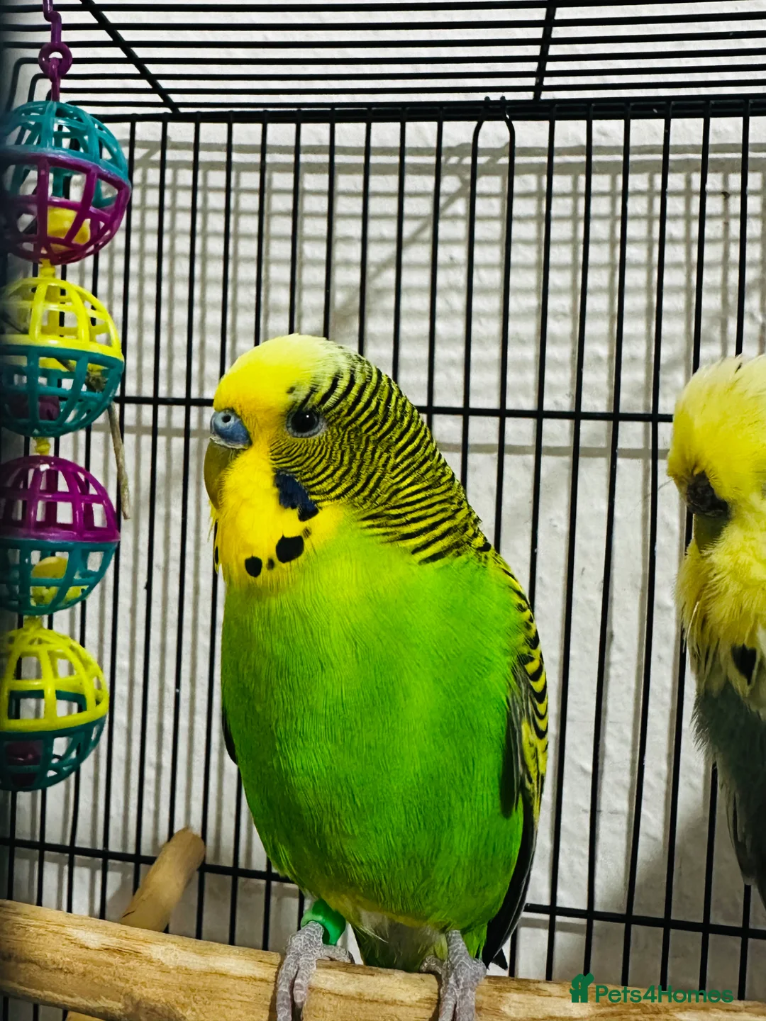 Budgerigars birds for sale: Bonded breeding pair of budgies  in Derby - Advert 2