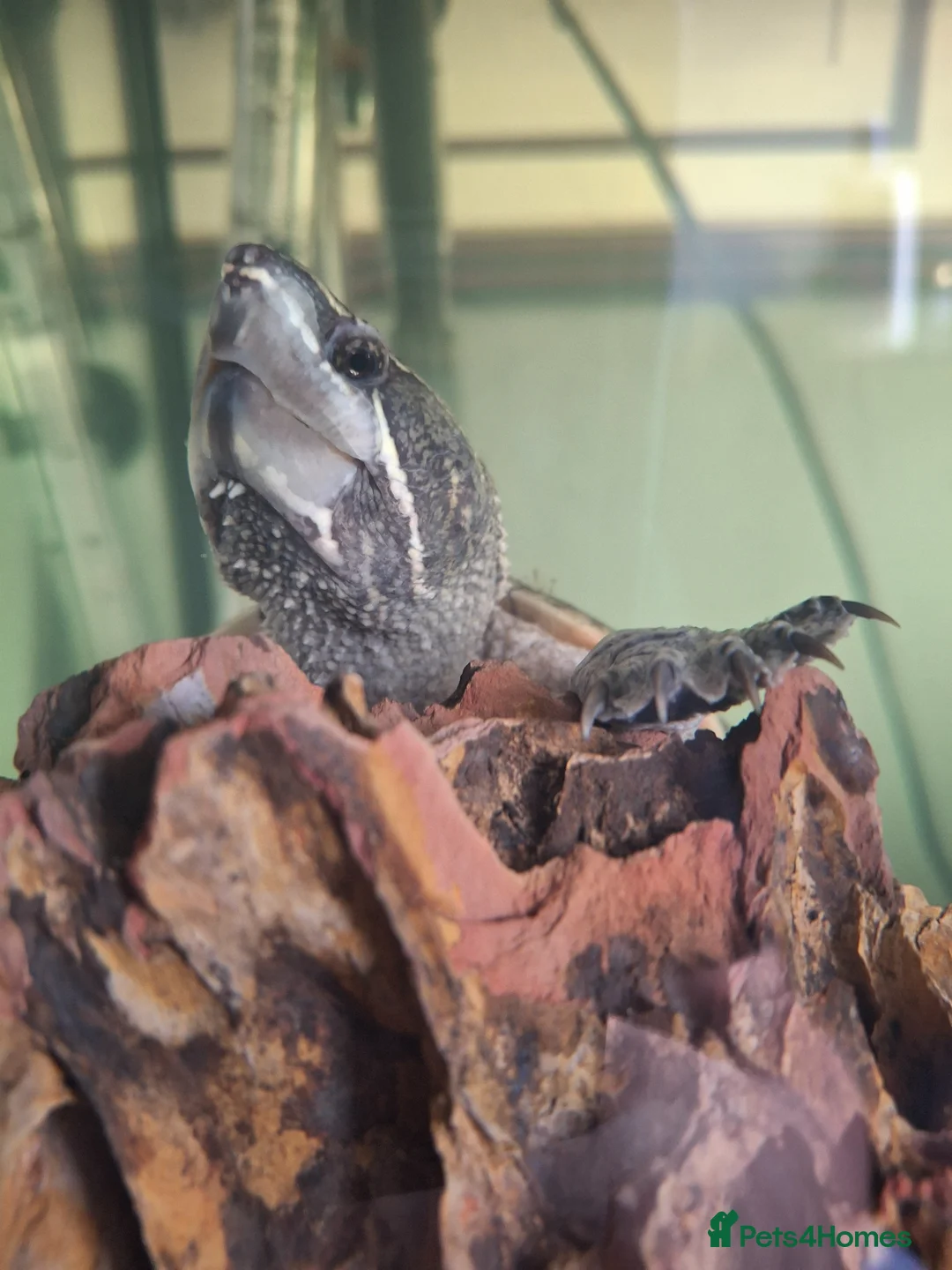 Turtle reptiles for sale: Female musk turtle in Eastbourne - Advert 2