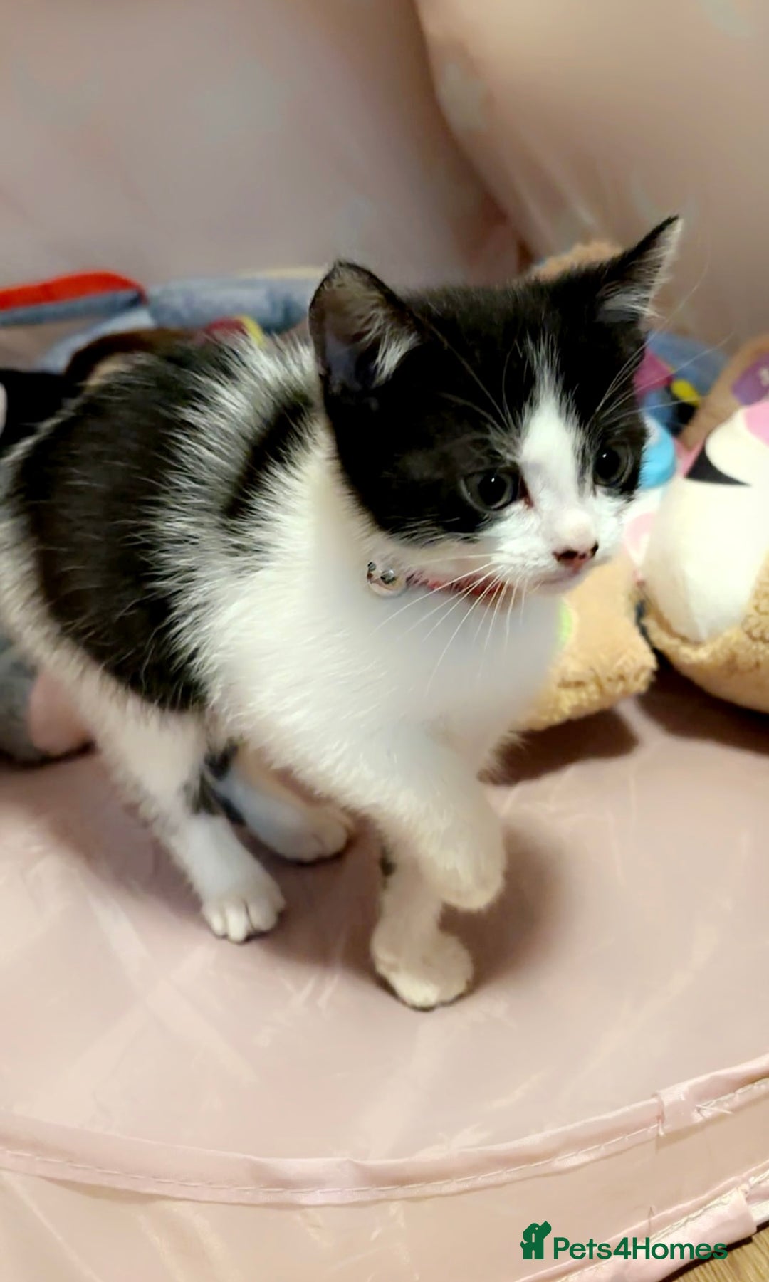 Mixed Breed cats for sale: Two kittens - Advert 2