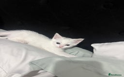 Turkish Angora cats for sale: ✨Adorable white kittens✨ - Image 7