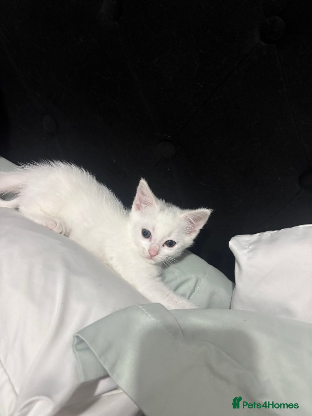 Turkish Angora cats for sale: ✨Adorable white kittens✨ - Image 7