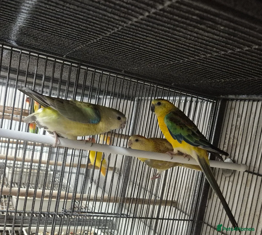 Mixed Breed birds for sale: Cage n aviary birds  - Advert 11