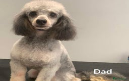 Toy Poodle dogs for sale: 💙 Beautiful tiny Toy poodle boy 💙 - Image 6