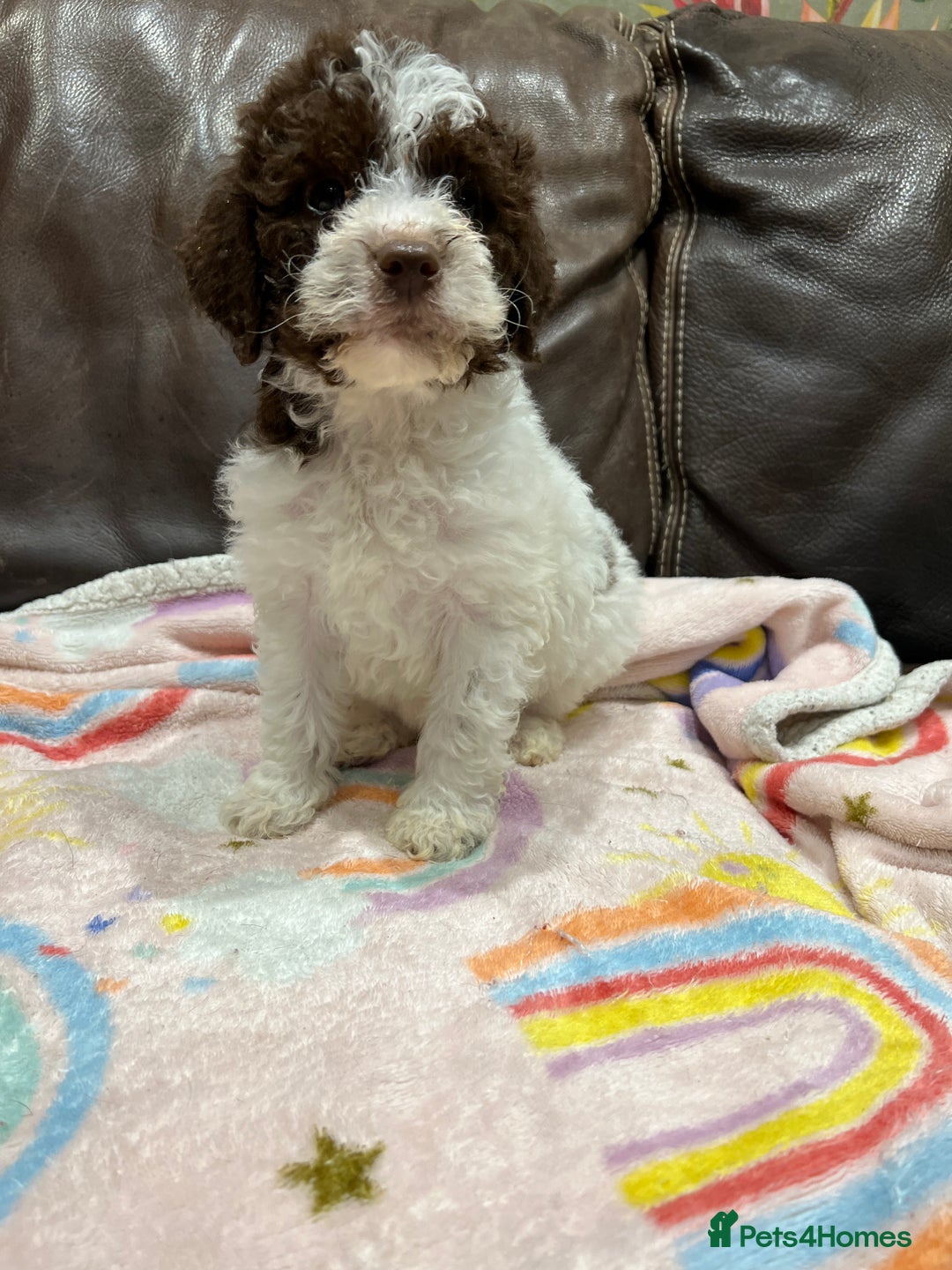 Lagotto Romagnolo dogs for sale: Perfect Lagotto Romagnolo  - Advert 5