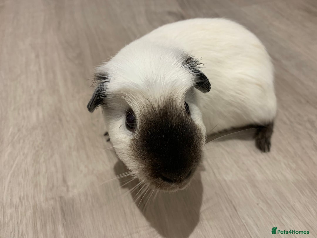 Guinea Pig rodents for sale: Re-Homing Two Young Guinea - Advert 7