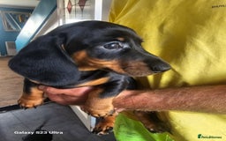 Dachshund dogs for sale: Dachshund puppies  - Image 3